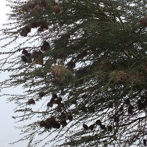 Speke's Weaver Nests