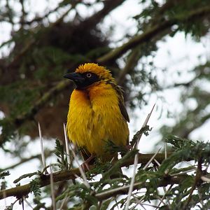 Speke's Weaver