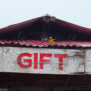 Speke's Weaver Being Pummeled by the Rain - Maasai Mara