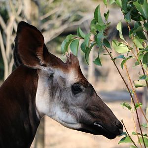 Okapi, February 2016