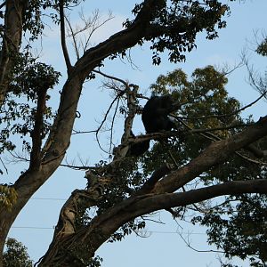 Chimpanzee, February 2016