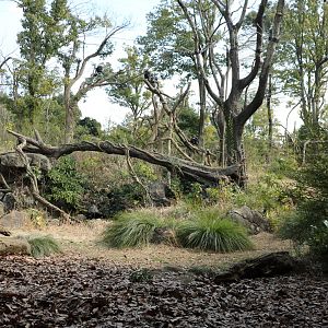 Chimpanzee enclosure, February 2016