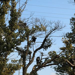 Chimpanzee enclosure, February 2016