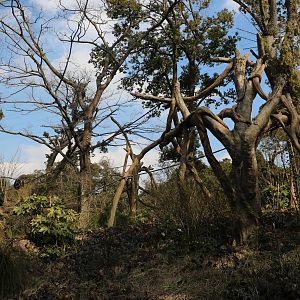 Chimpanzee enclosure, February 2016