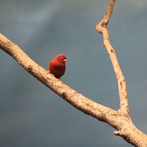 Red-billed firefinch, February 2016