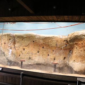 Bee-eater enclosure, February 2016