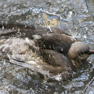 Bathing young Inca tern