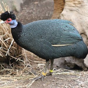Crested guineafowl