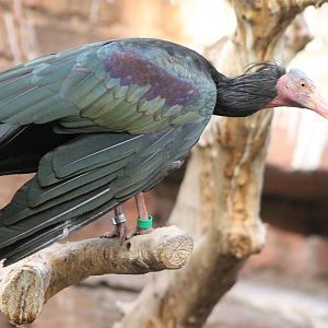 Northern bald ibis
