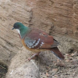 Bartlett's bleeding heart