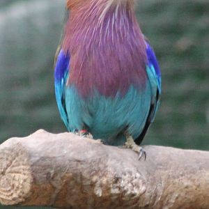 Lilac-breasted roller