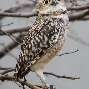 Burrowing owl