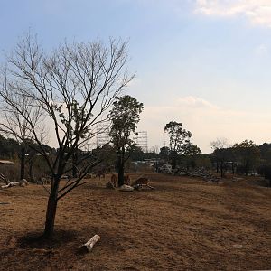 Safari paddock, February 2016