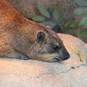 Rock hyrax, February 2016