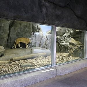 African lion indoor viewing, February 2016