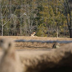 Yawning cheetah with meerkat, February 2016