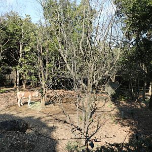 Mongolian wild ass enclosure, February 2016