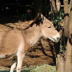 Mongolian wild ass, February 2016