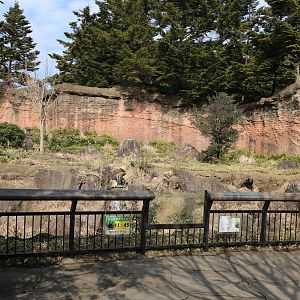 Japanese black bear enclosure, February 2016