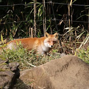 Japanese red fox, February 2016
