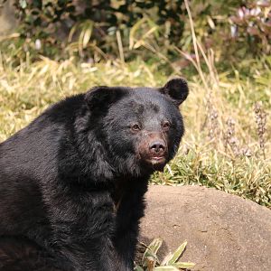 Japanese black bear, February 2016