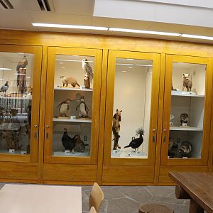 Taxidermy cabinets, February 2016