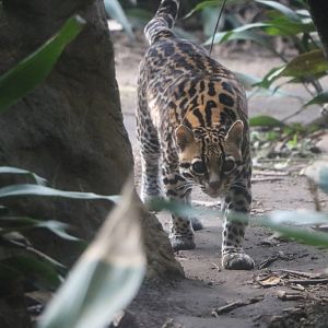 Ocelot, February 2016