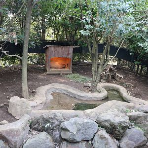 Capybara enclosure, February 2016