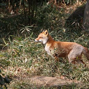 Japanese red fox, February 2016