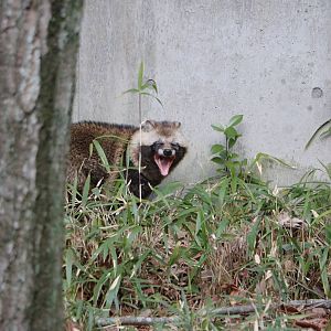 Japanese raccoon dog, February 2016