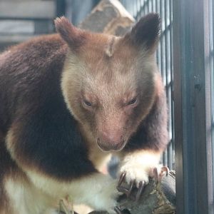 Goodfellow's tree kangaroo, February 2016