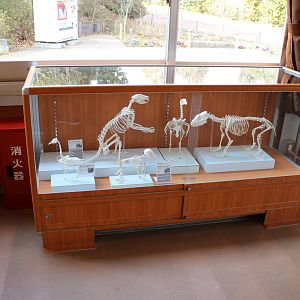 Skeleton display, February 2016