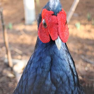 Edward's pheasant male