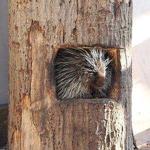 North American porcupine