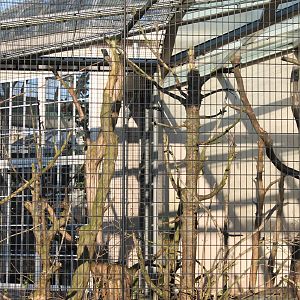 North American porcupine enclosure