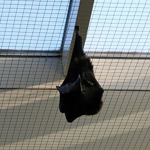 Rodriguez flying fox