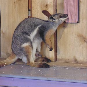 Latest Yellow Footed Rock Wallaby