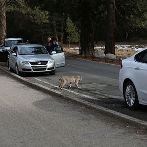 bobcat traffic jam