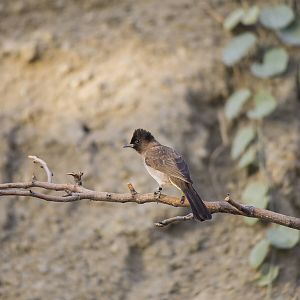 Common Bulbul (?)