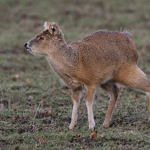 Chinese Water Deer (Hydropotes inermis inermis)
