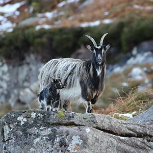 Feral Goats, Scotland