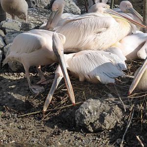 White pelican colony