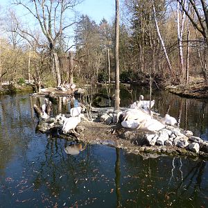 White pelican colony