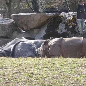 Indian rhinos
