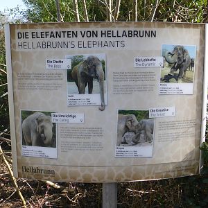 Asian elephants