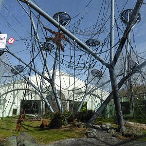 Sumatran orang utans