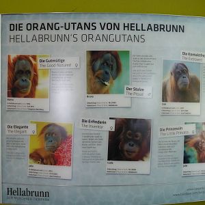 Sumatran orang utans