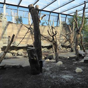 Western lowland gorillas