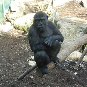 Western lowland gorillas