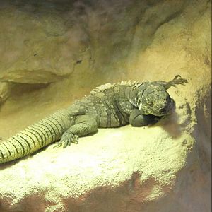 Guatemalan spiny-tailed iguana